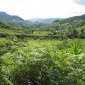 Masaola Forest, Madagascar. Photo by glowingz.